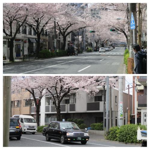 中野通りの桜が満開です
