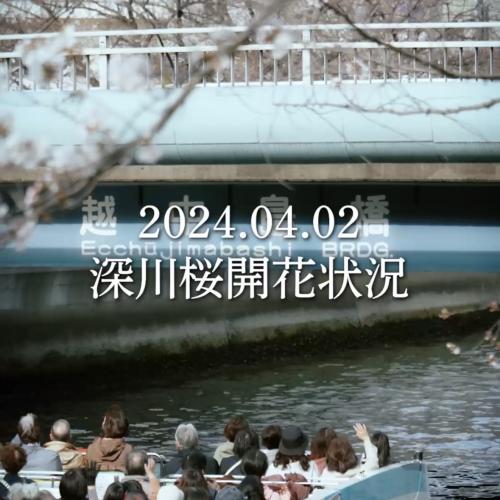 2024/04/02 深川桜開花状況