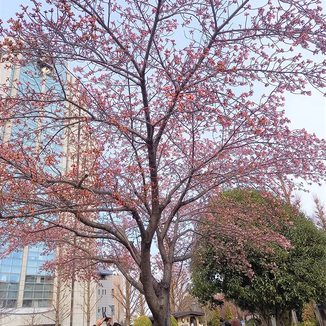 足立区役所前の公園の桜は今週が見頃！