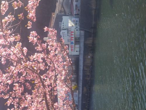 桜開花、桜前線を追いかけて・・・・
