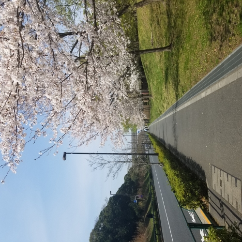 桜満開。今日が見頃の舎人公園