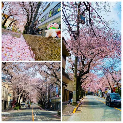 【ねこ散歩】大踏切通りの桜並木